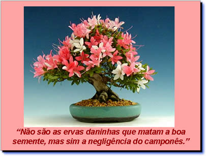 Bonsai, harmonia entre o homem e o universo - Mensagem motivacional em power point