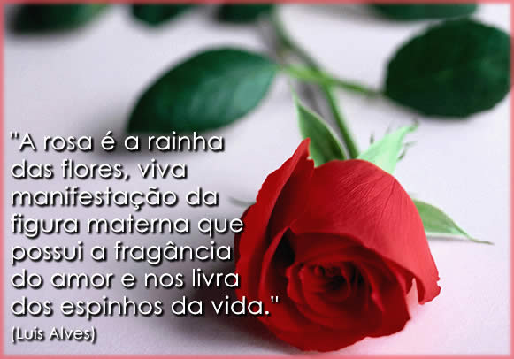 Rosas para o Dia das Mães, como escolher, dicas